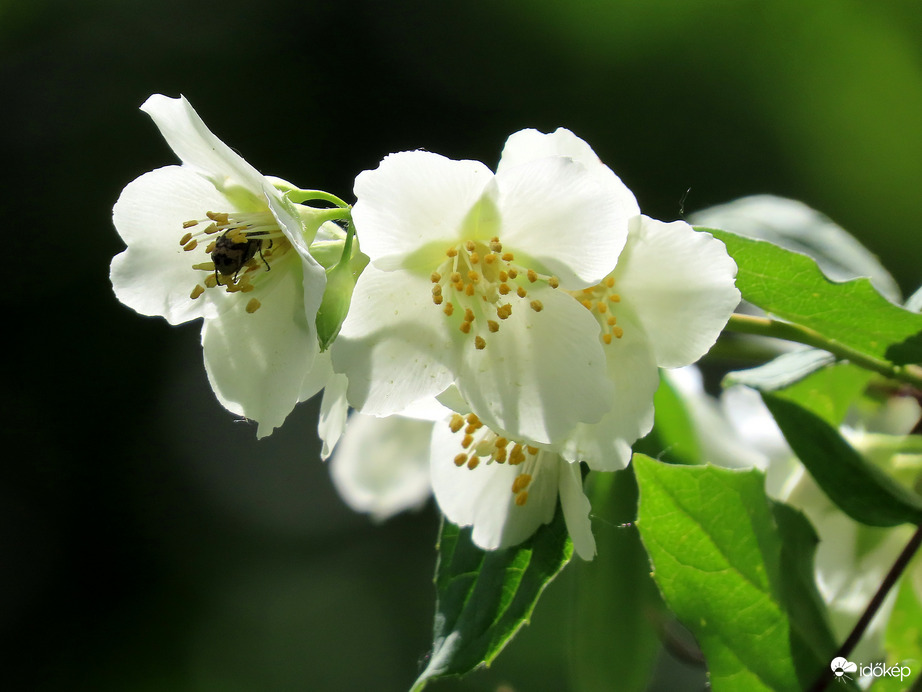 Jázmin virága lakóval