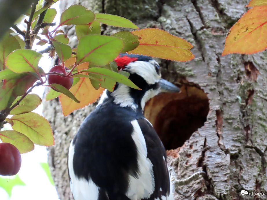 Nagy fakopáncs az odúnál