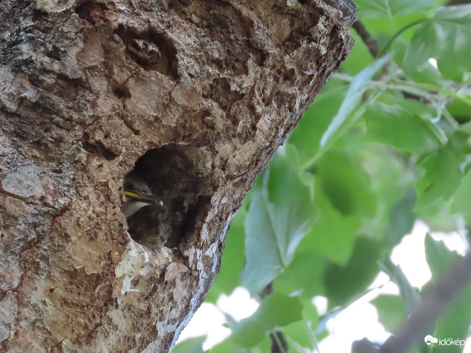 Kukucskáló Seregélyfióka