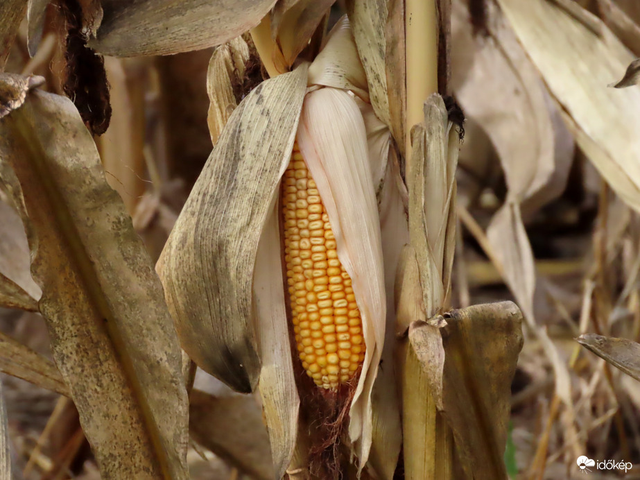 Érik a kukorica