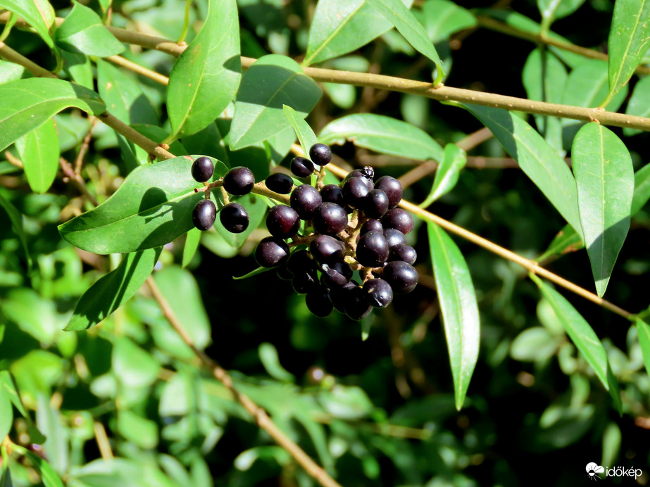 Közönséges fagyal