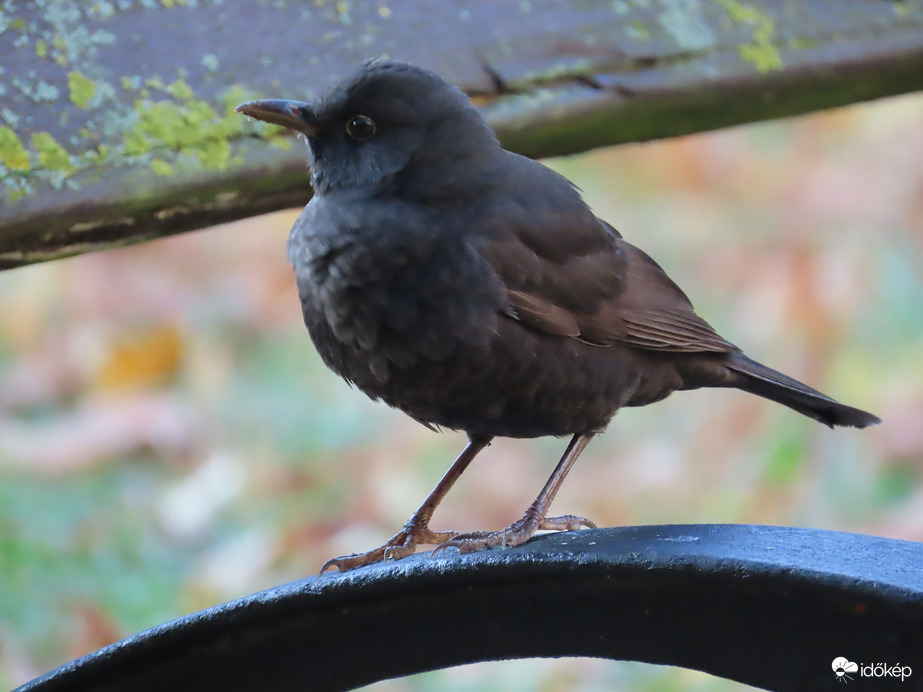 Most már elégedetten ücsörgök!