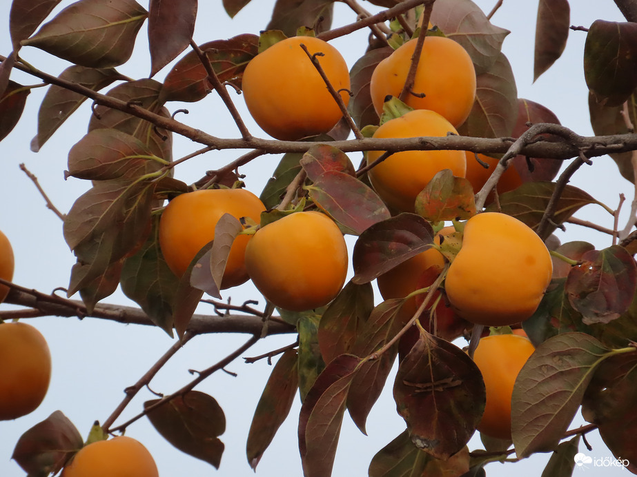 Eddig csak üzletben láttam