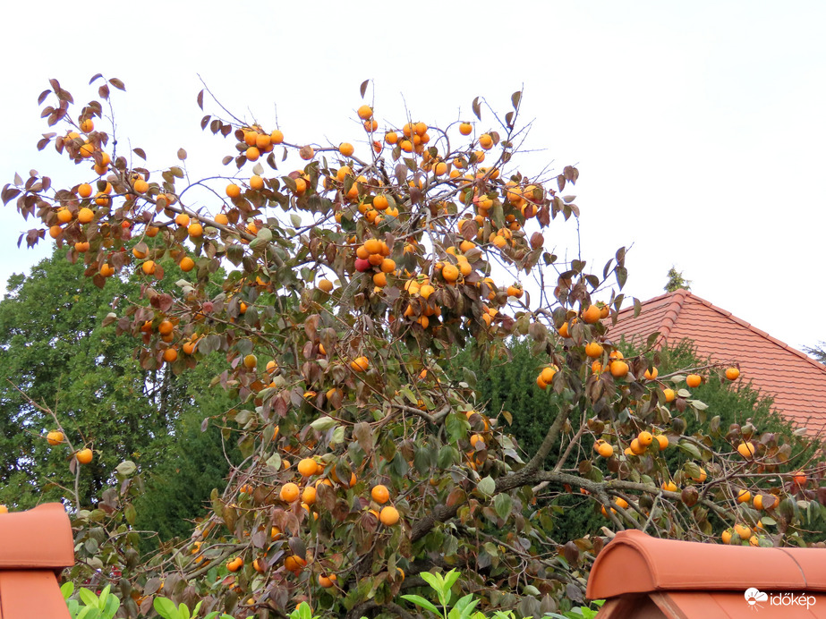 Bő termés a datolyaszilva fán