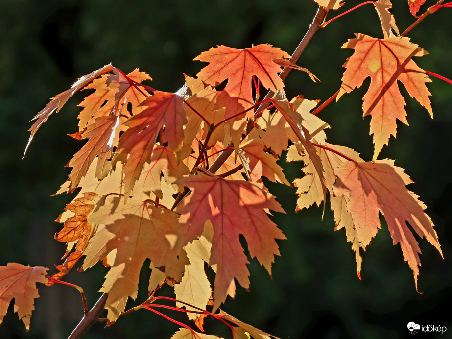 Ezüst juhar a fényben