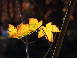 Már alig maradt levél a fán