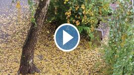 Hull az elsárgult levél