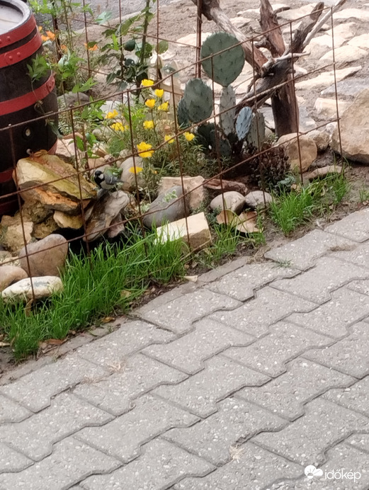Szomjúság