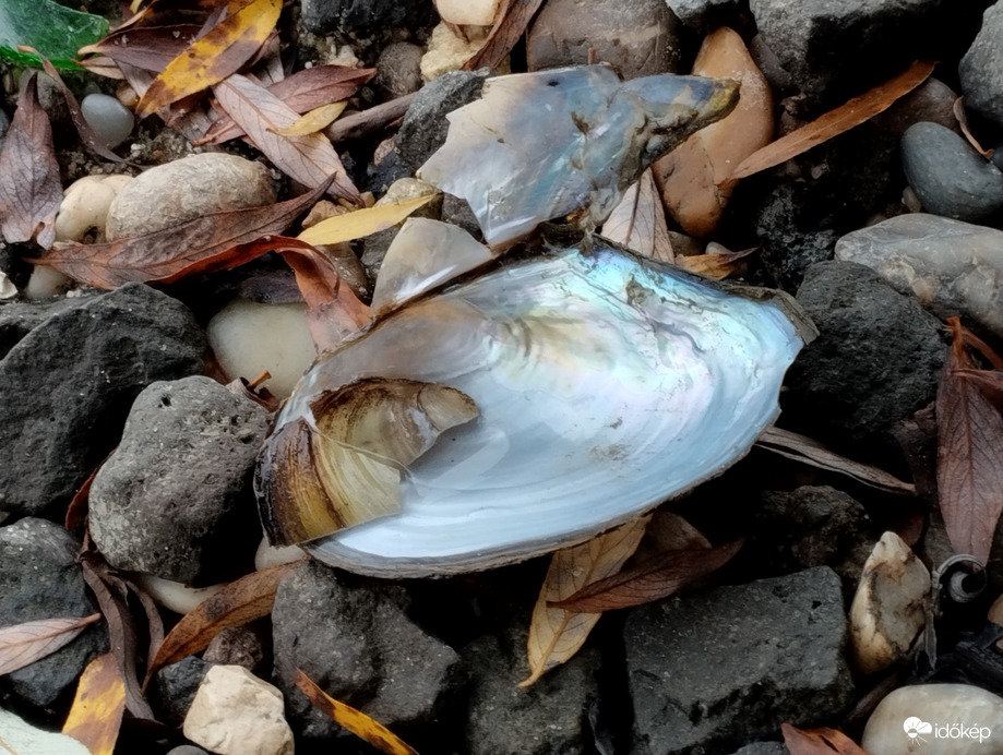 Ősz a folyó parton