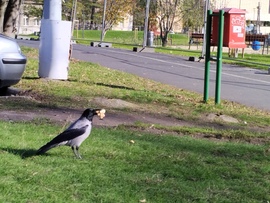 A gyűjtő