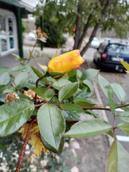 Az utolsó mohikán
