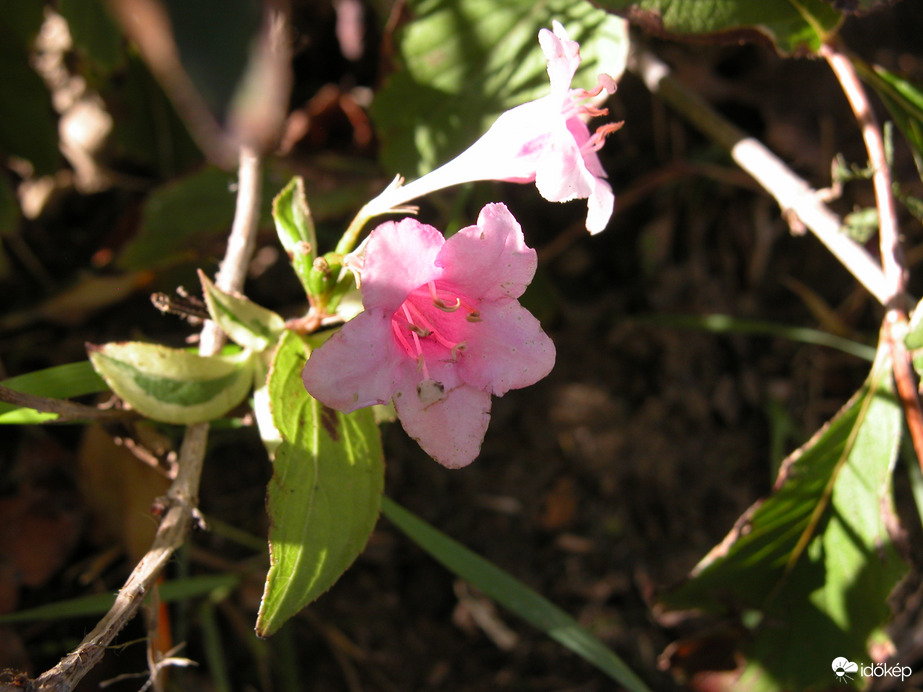 Tavaszt idéző hangulatban.