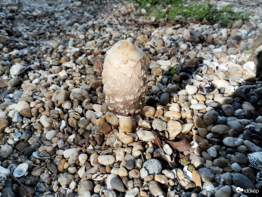 Árnyéka vagyok csak önmagamnak.