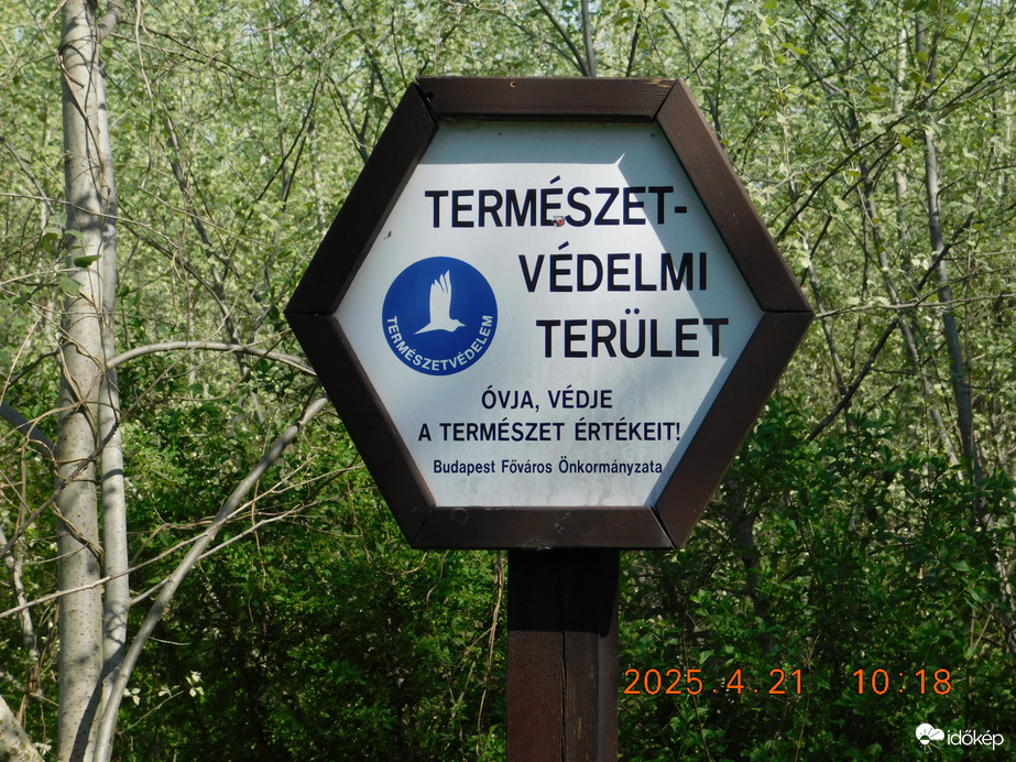 Budapest. A gyönyörű Páskomliget erdő védett terület.