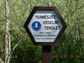 Budapest. A gyönyörű Páskomliget erdő védett terület.