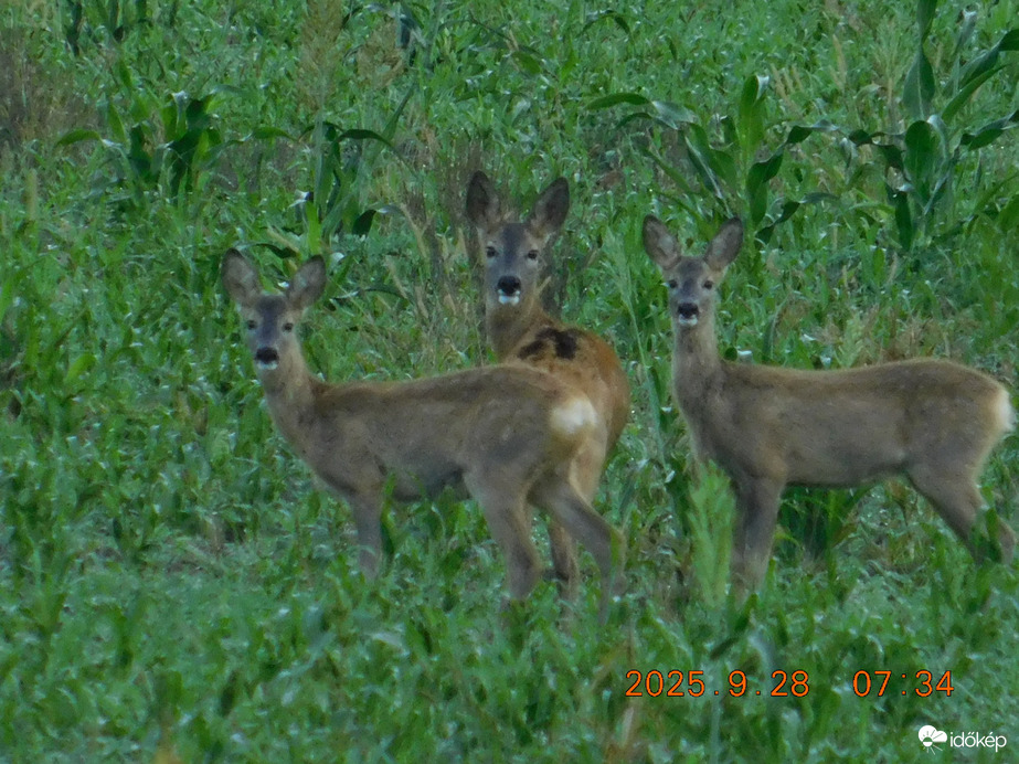 Örülünk, hogy újra látunk.