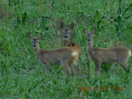 Örülünk, hogy újra látunk.