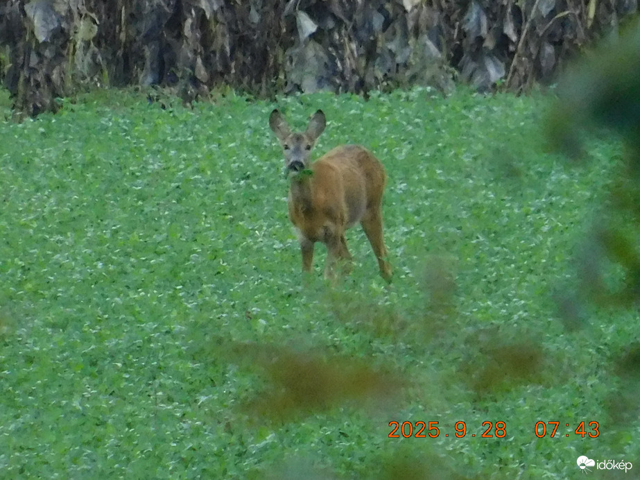 Köszöntelek kedves fotósom. Éppen most jöttem a Tarna pataktól, ittam egy jót, de megvártalak.