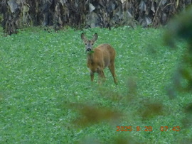 Köszöntelek kedves fotósom. Éppen most jöttem a Tarna pataktól, ittam egy jót, de megvártalak.