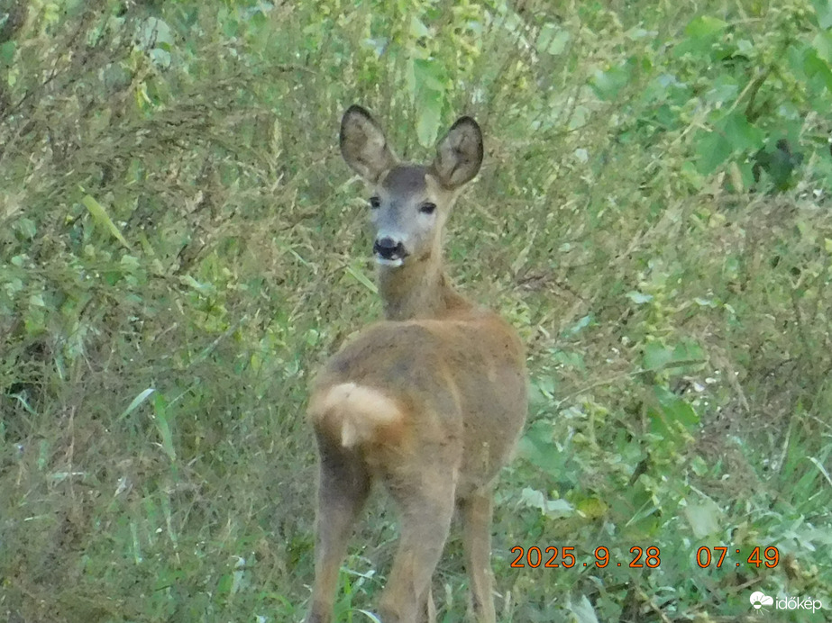 Jó reggelt kedves fotósom.