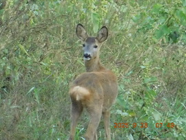 Jó reggelt kedves fotósom.
