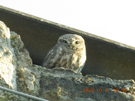 Szia, kedves szomszédom. Reggel nem jöttem ki, mert nagyon hideg volt. Most meg idesüt a nap. Köszönöm hogy üdvözölhettelek.