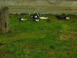 A néma kacsa család nagyon jól érzik magukat. Vigan legelésznek.k