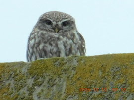 Jó reggelt, kedves szomszédom.