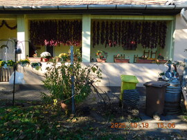 Fűszerpaprika száritása.