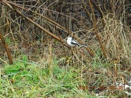 Őszapó, magányosan a ködös hideg reggelen.
