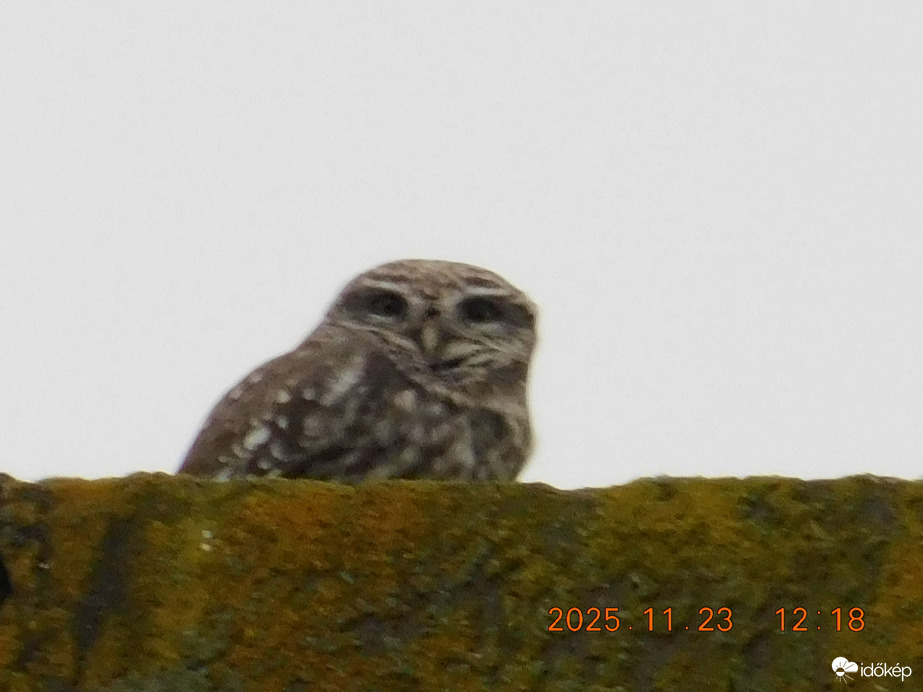 Mostmár ritkábban jövök ki. Ez a nagy köd meg az egyfok már nem nekem való. Most is csak azért jöttem, hogy jó étvágyat kívánjak az ebédhez.