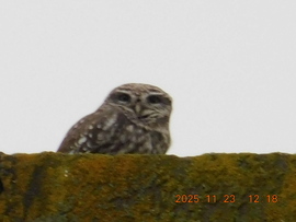 Mostmár ritkábban jövök ki. Ez a nagy köd meg az egyfok már nem nekem való. Most is csak azért jöttem, hogy jó étvágyat kívánjak az ebédhez.