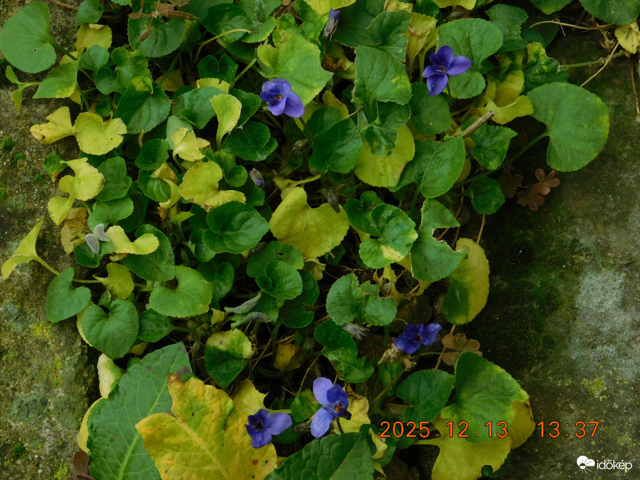 Illatos kék ibolya a kertemben.  Györönyű látvány.