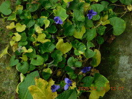 Illatos kék ibolya a kertemben.  Györönyű látvány.