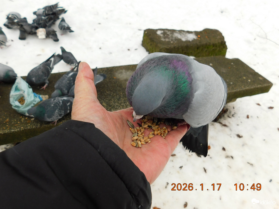 Margitsziget. Az én kezemből is vidáman lakmározik ez a kedves galamb.