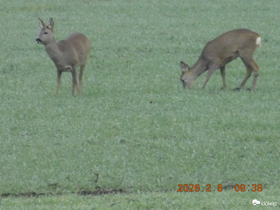 Ködös párás reggelen a Cserpusztán.