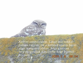 Bóbita már jobban van.