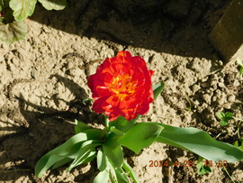 Korai Tulipán