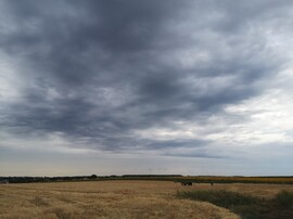Dány