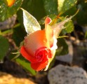 rózsabimbó