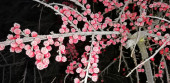 Kisláng