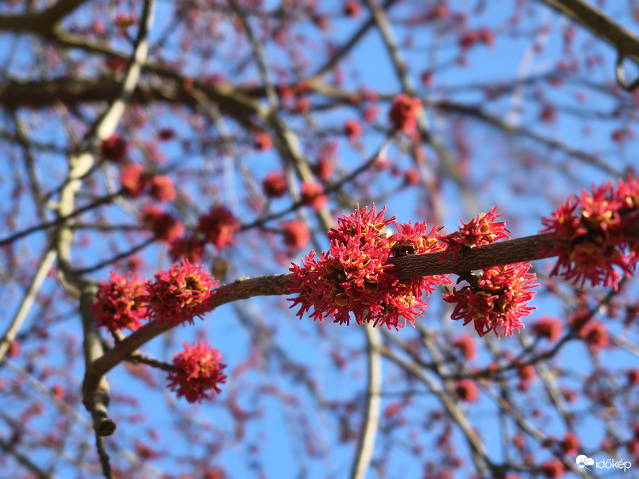 Ébredező természet