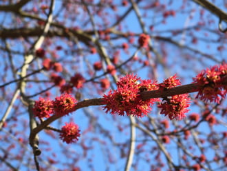 Ébredező természet