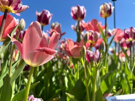 Tulipánszüret