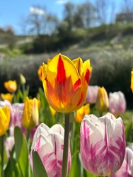 Tulipánok
