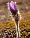 Newlife