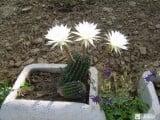 háromvirágú kaktusz
