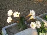 hétvirágú kaktusz