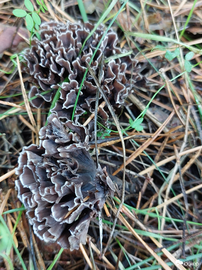 Gomba, érdekes fajta