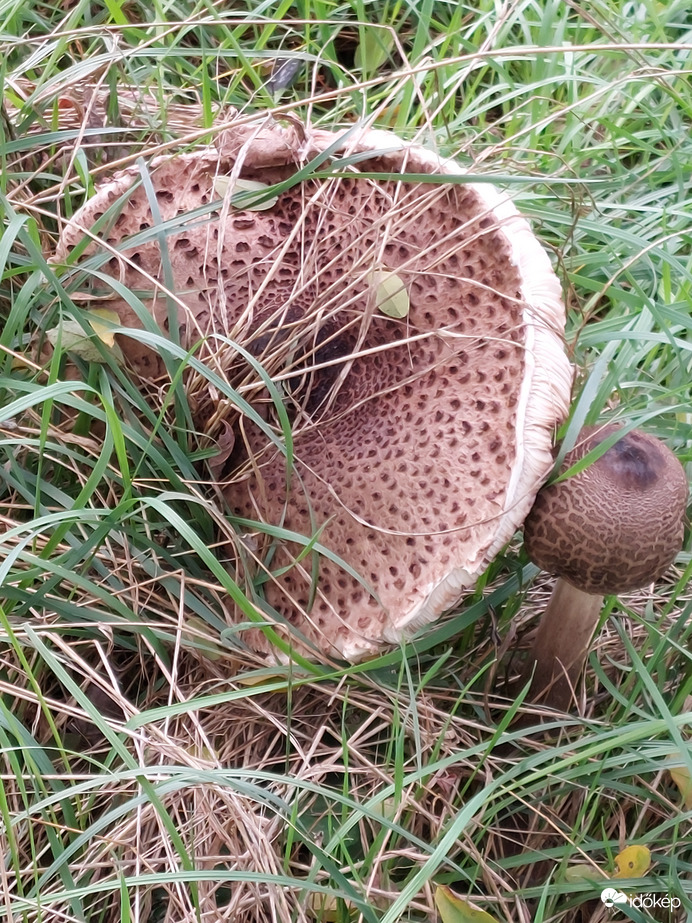 Kicsi és az óriás